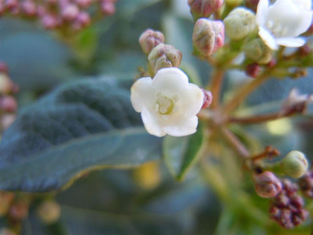 Viburnum tinus